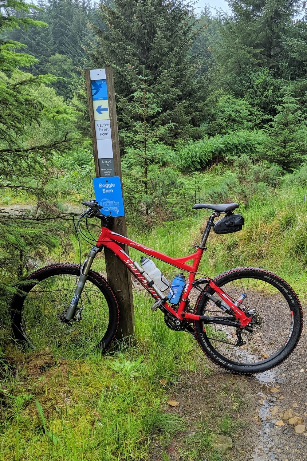 201907 Kielder Osprey